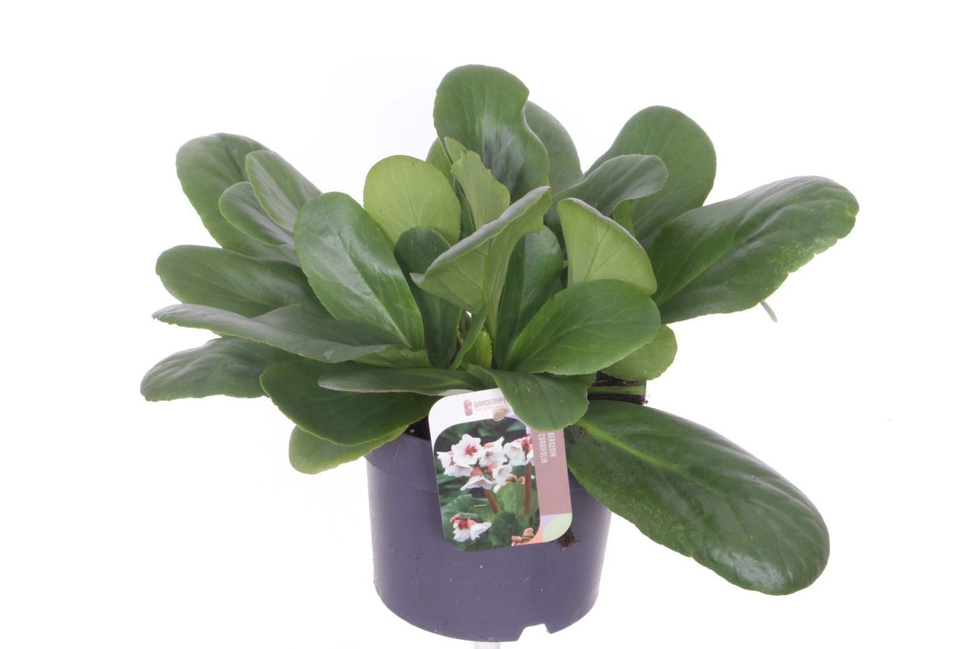 Bergenia 'Bressingham White'