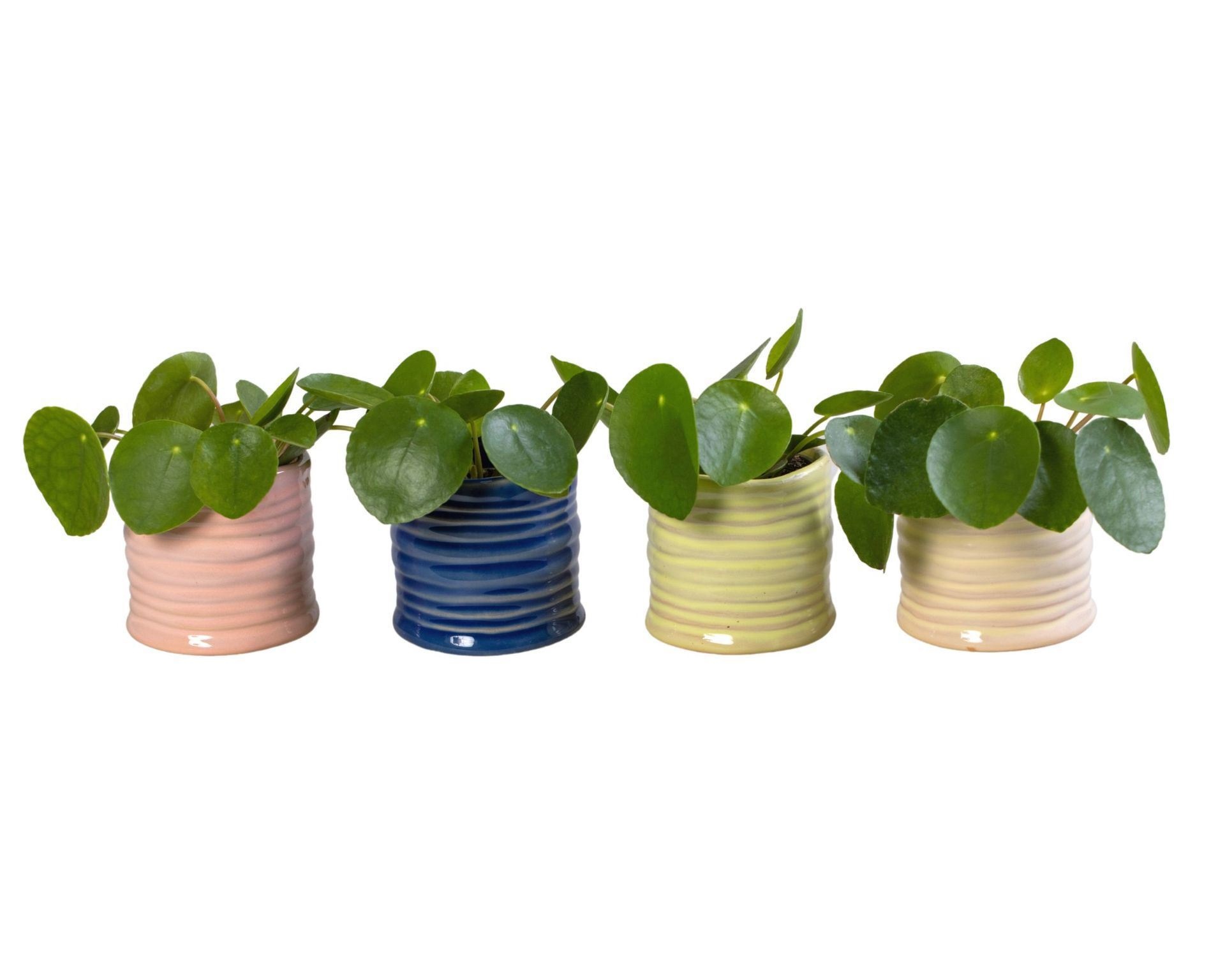 Pilea L 66002 with Pilea Peperomioides