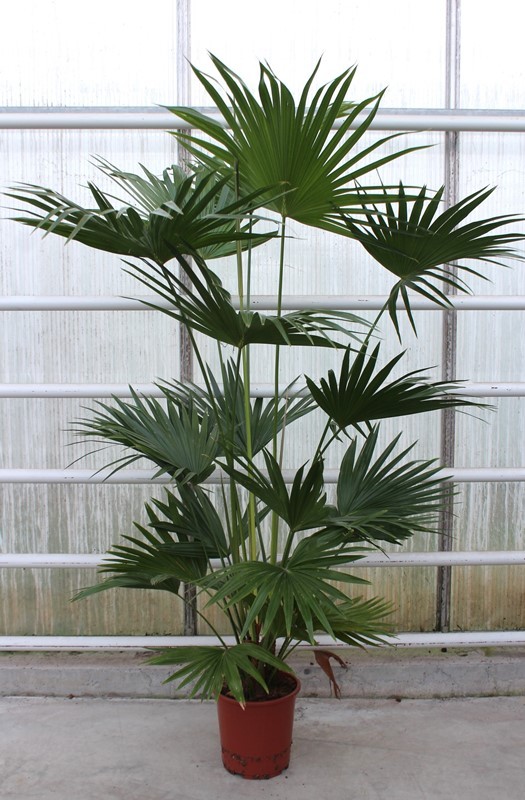 Picture of Livistona chinensis P27 150CM (LOOSE)