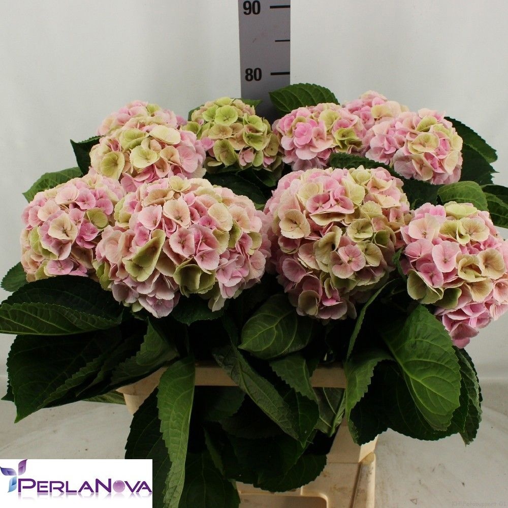 Hydrangea My Matcha Classic 80cm 18Ø