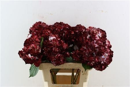 Hydrangea Painted 60cm 18Ø
