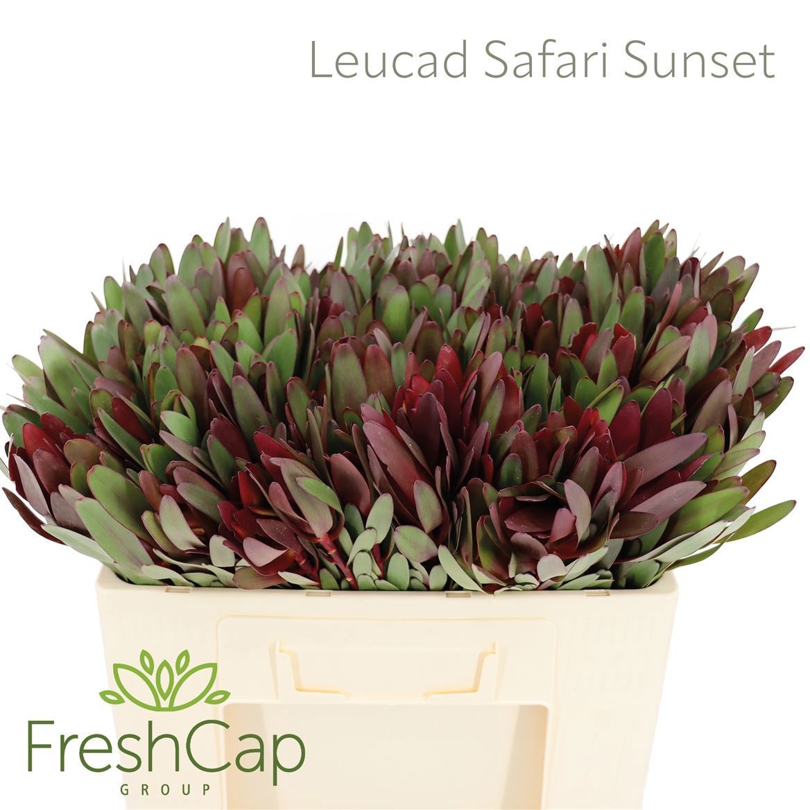 Leucadendron Safari Sunset 50cm