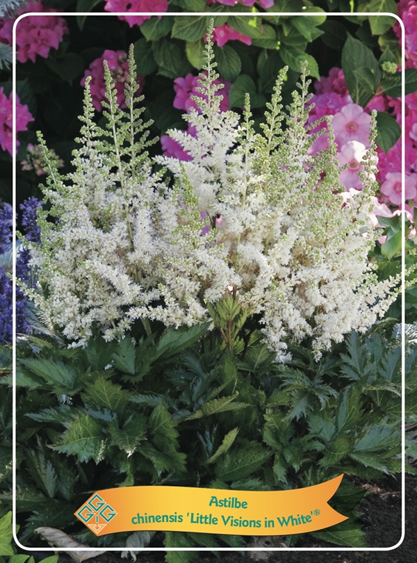 Picture of Astilbe mix 6x10 srt. per shelve P11