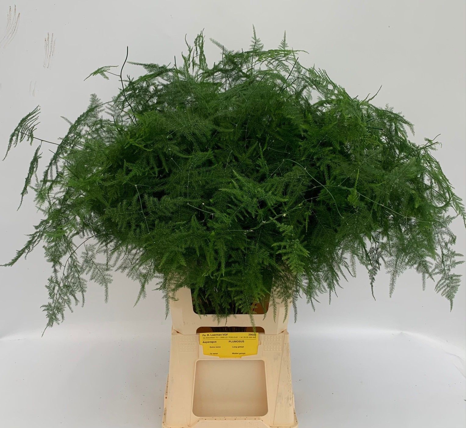 Asparagus Setaceus Green 80cm