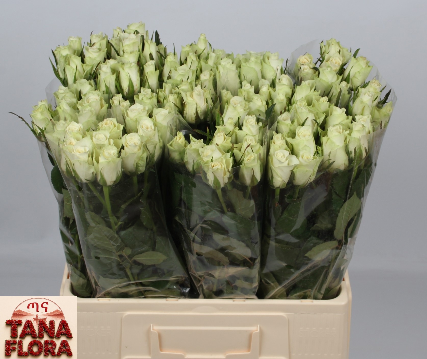 R Gr Athena