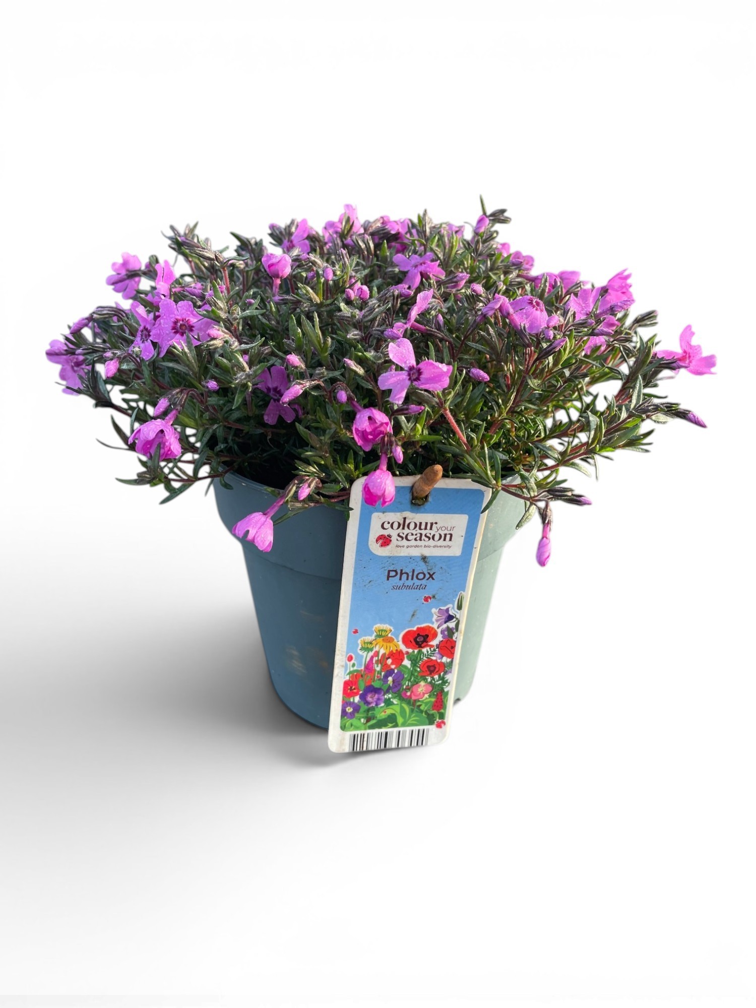 Phlox Subulata Fabulous Pink