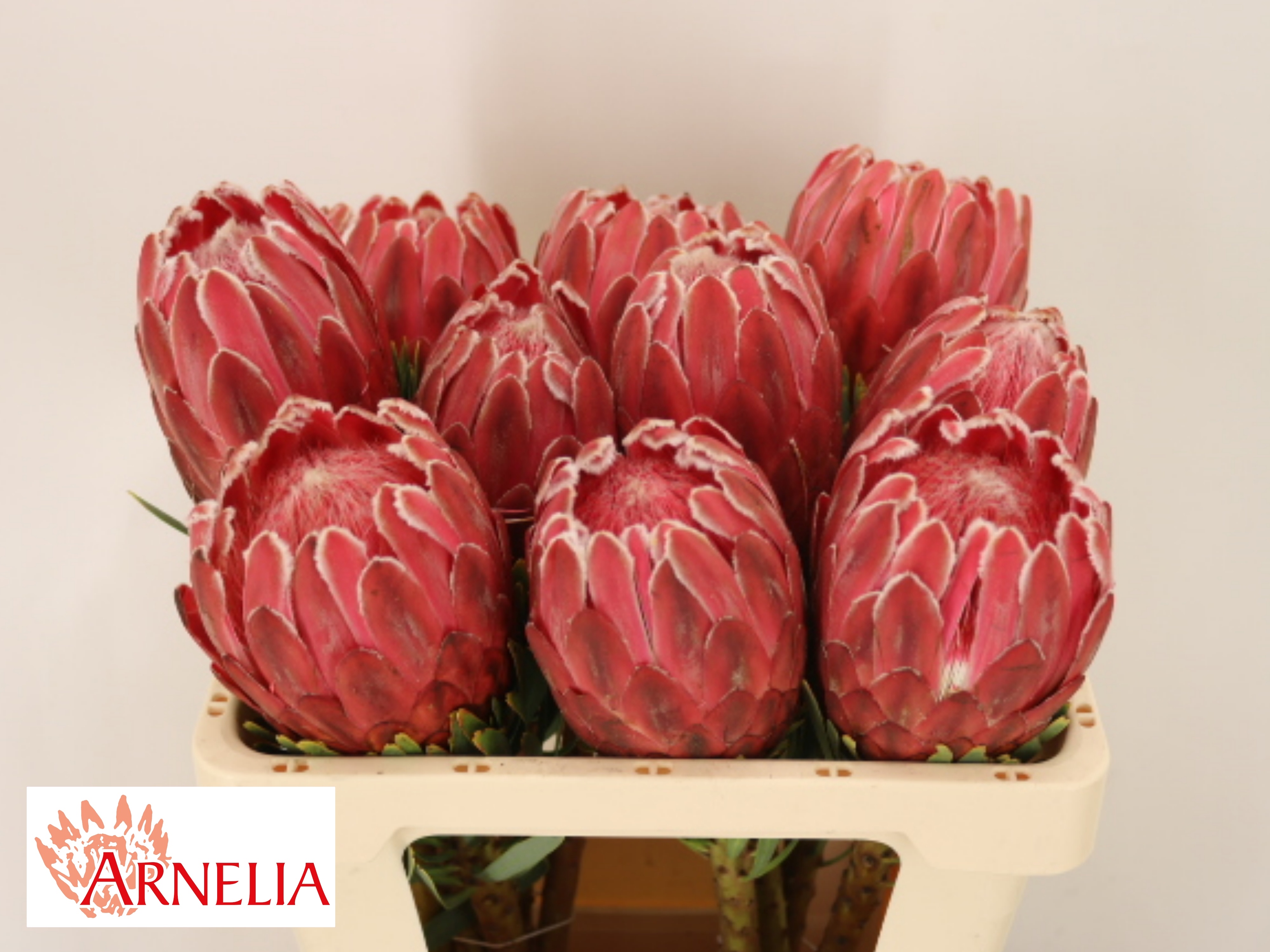 Protea Venus 50cm