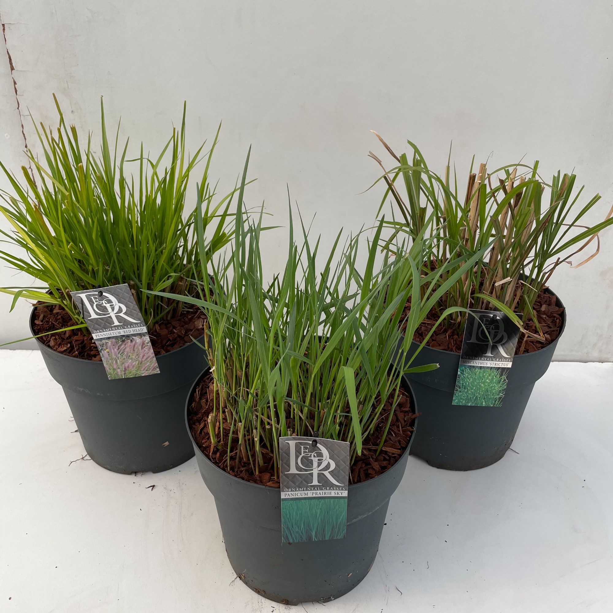 Picture of Grasses in varieties P29 (10 Ltr)