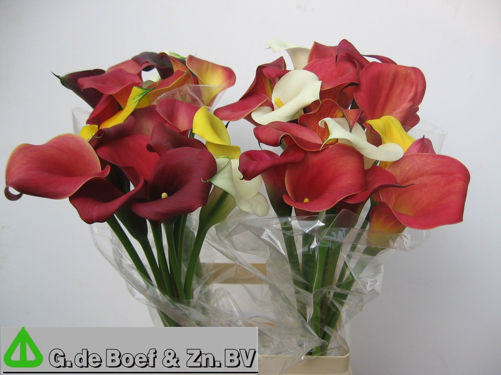 Calla Mixed In Bunch 70cm