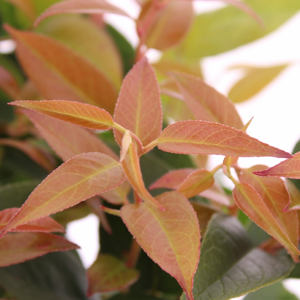 Picture of Leucothoe 'Lovita'