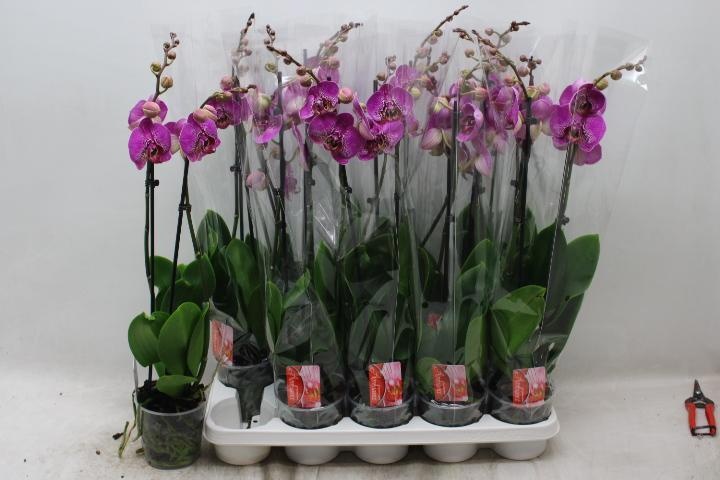 Phal Ov Paars 12Ø 65cm