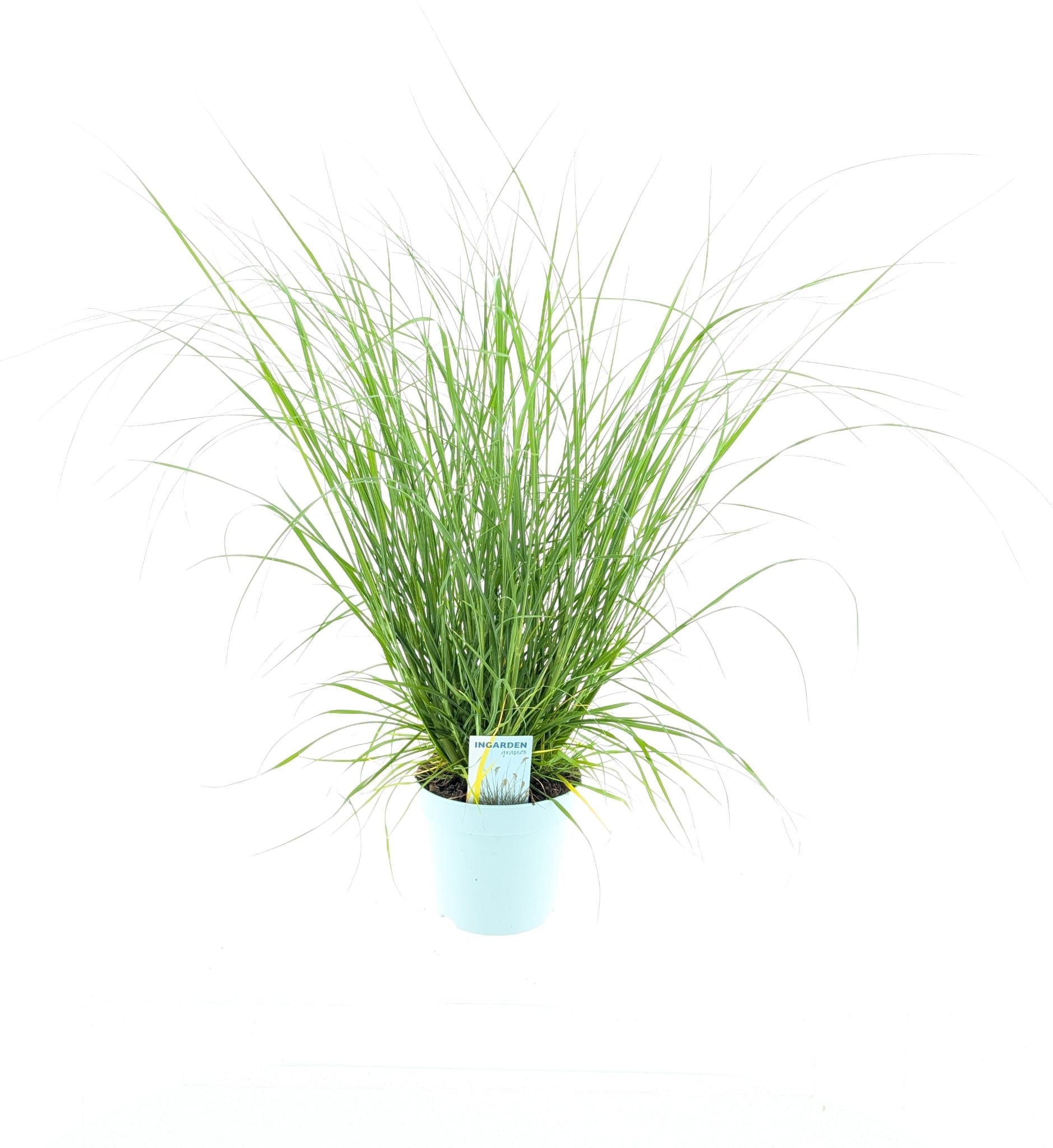 Picture of Pennisetum alopecuroides 'Hameln'