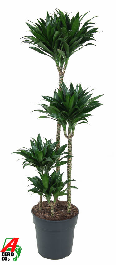 Picture of Dracaena compacta 90-60-30-15 P27 130CM