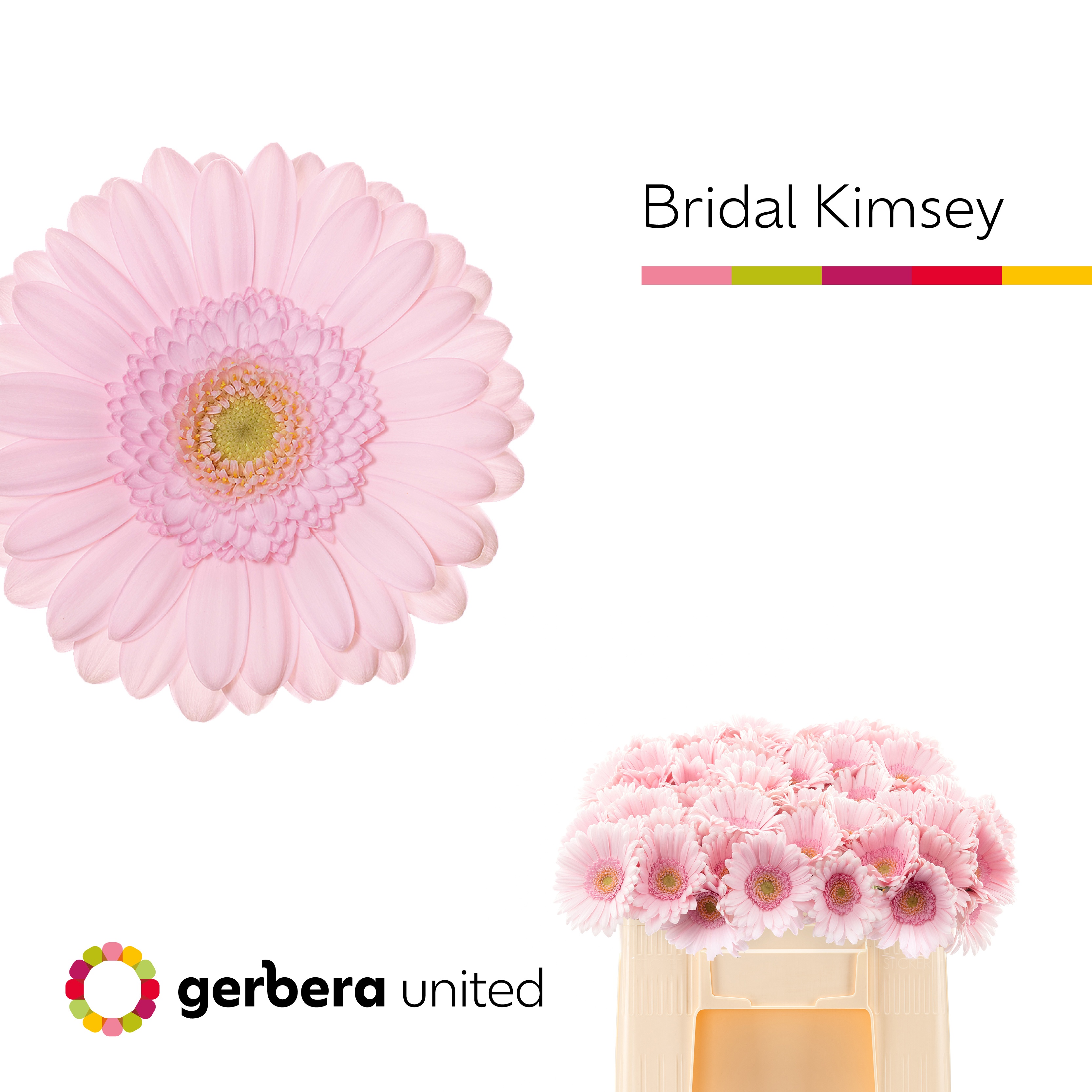 Gerbera Mini Bridal Kimsey