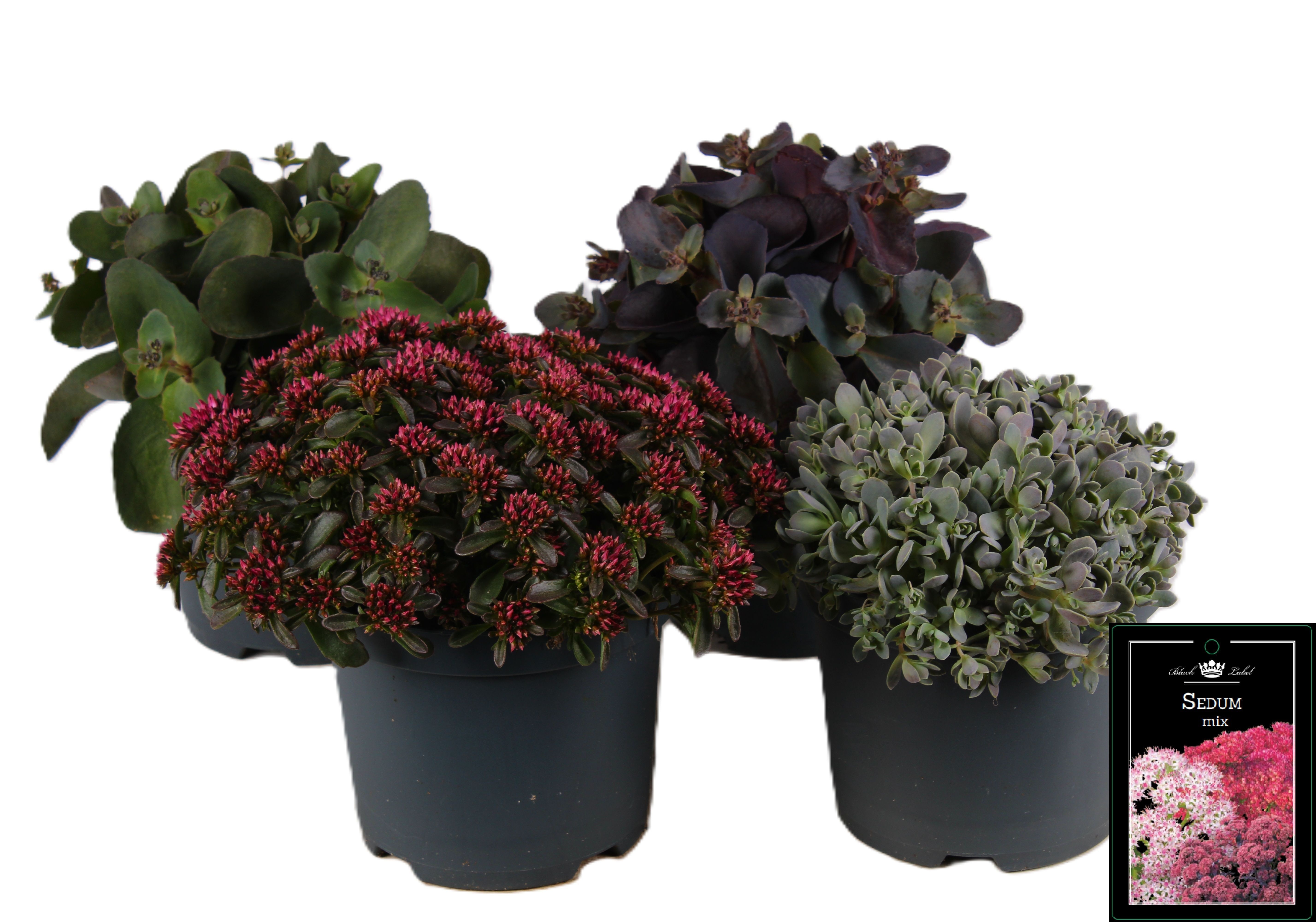 Picture of Sedum mixed-shelf