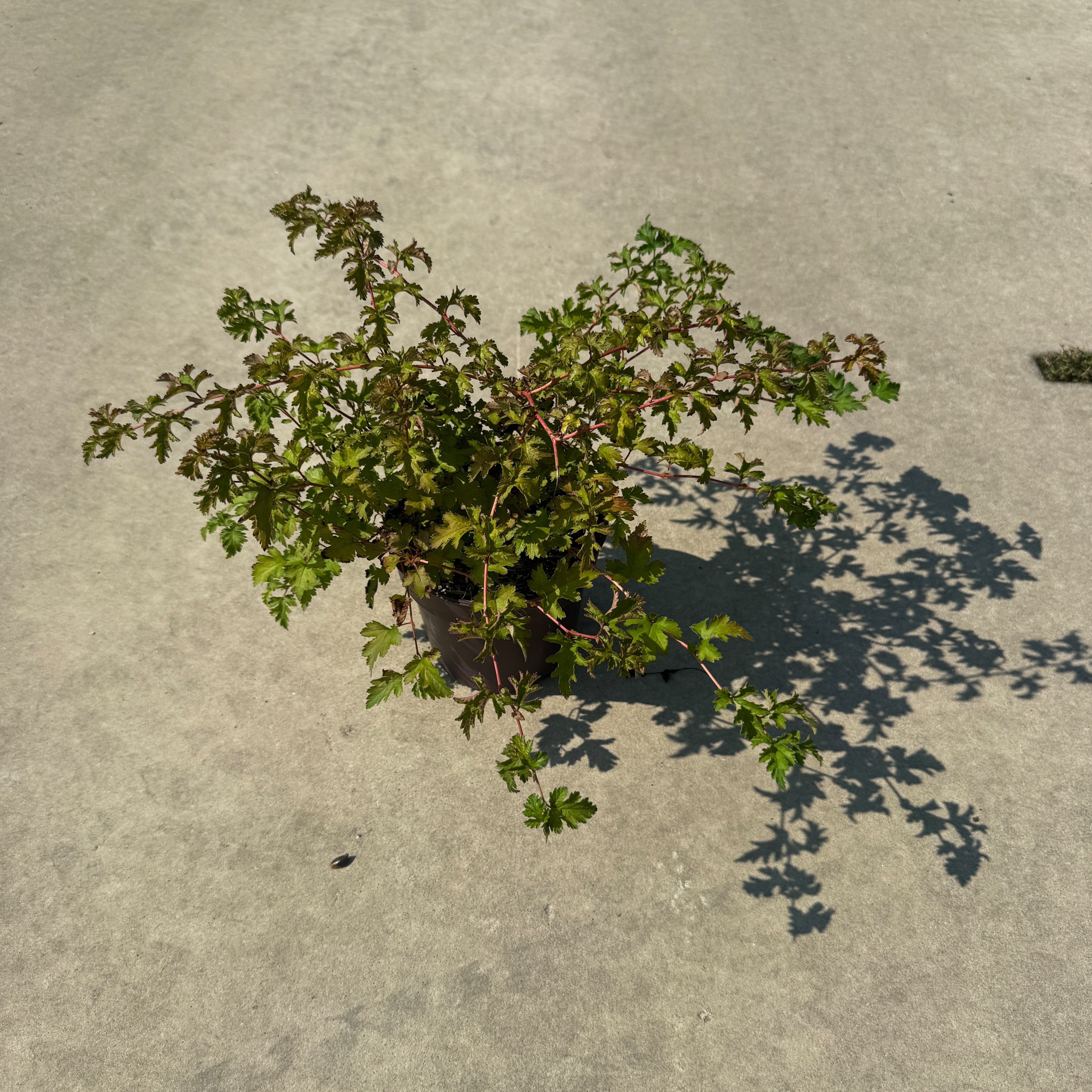 Stephanandra incisa 'Crispa'