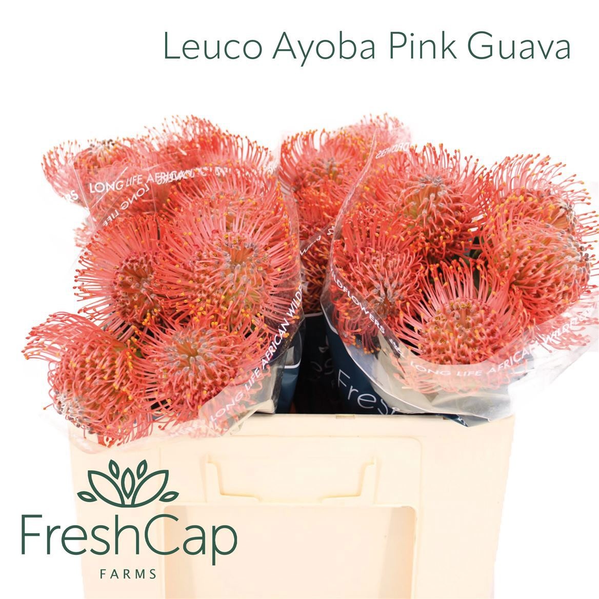 Leuco Ayoba Pin Guav