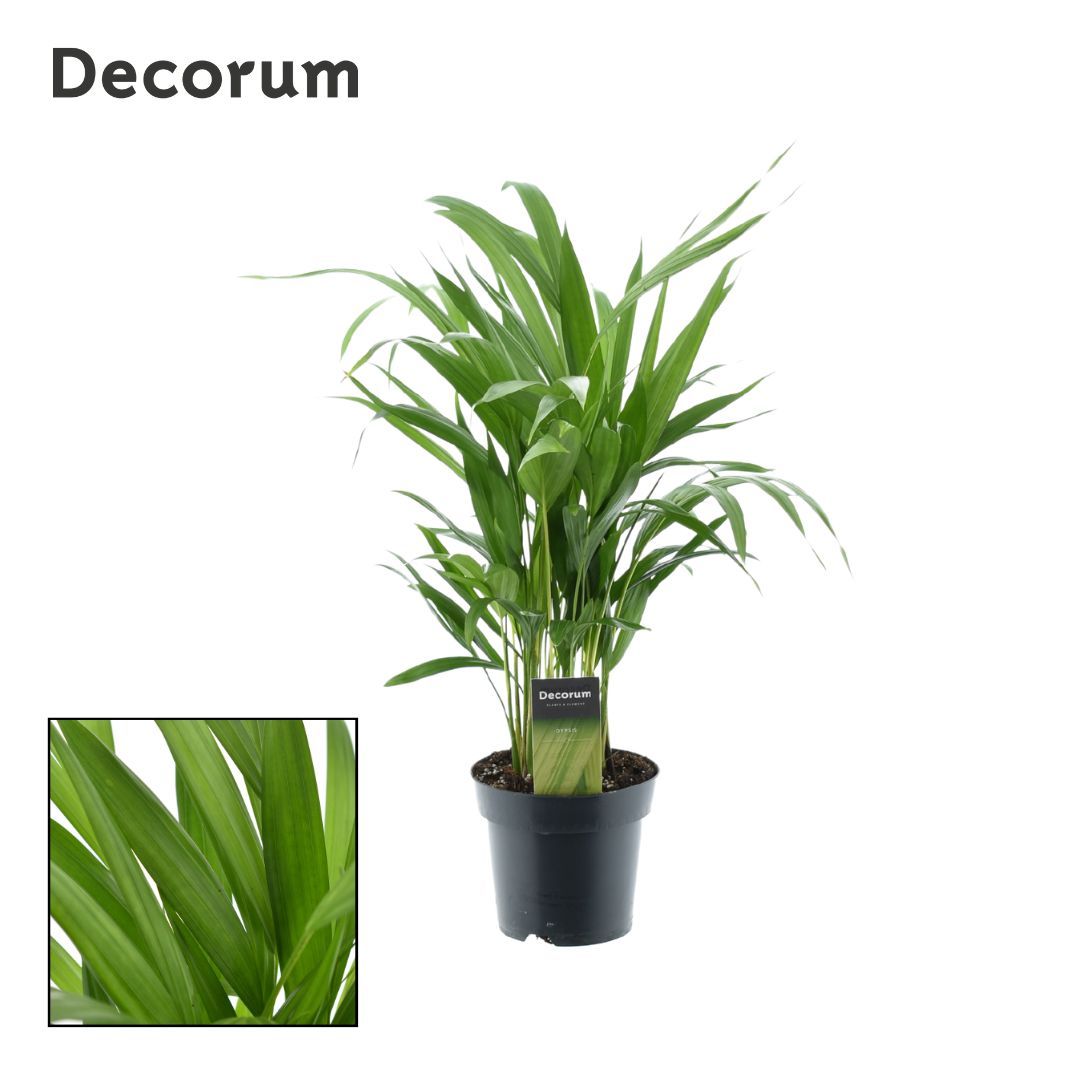 Picture of Dypsis lutescens (Areca) (Decorum) P14 55CM