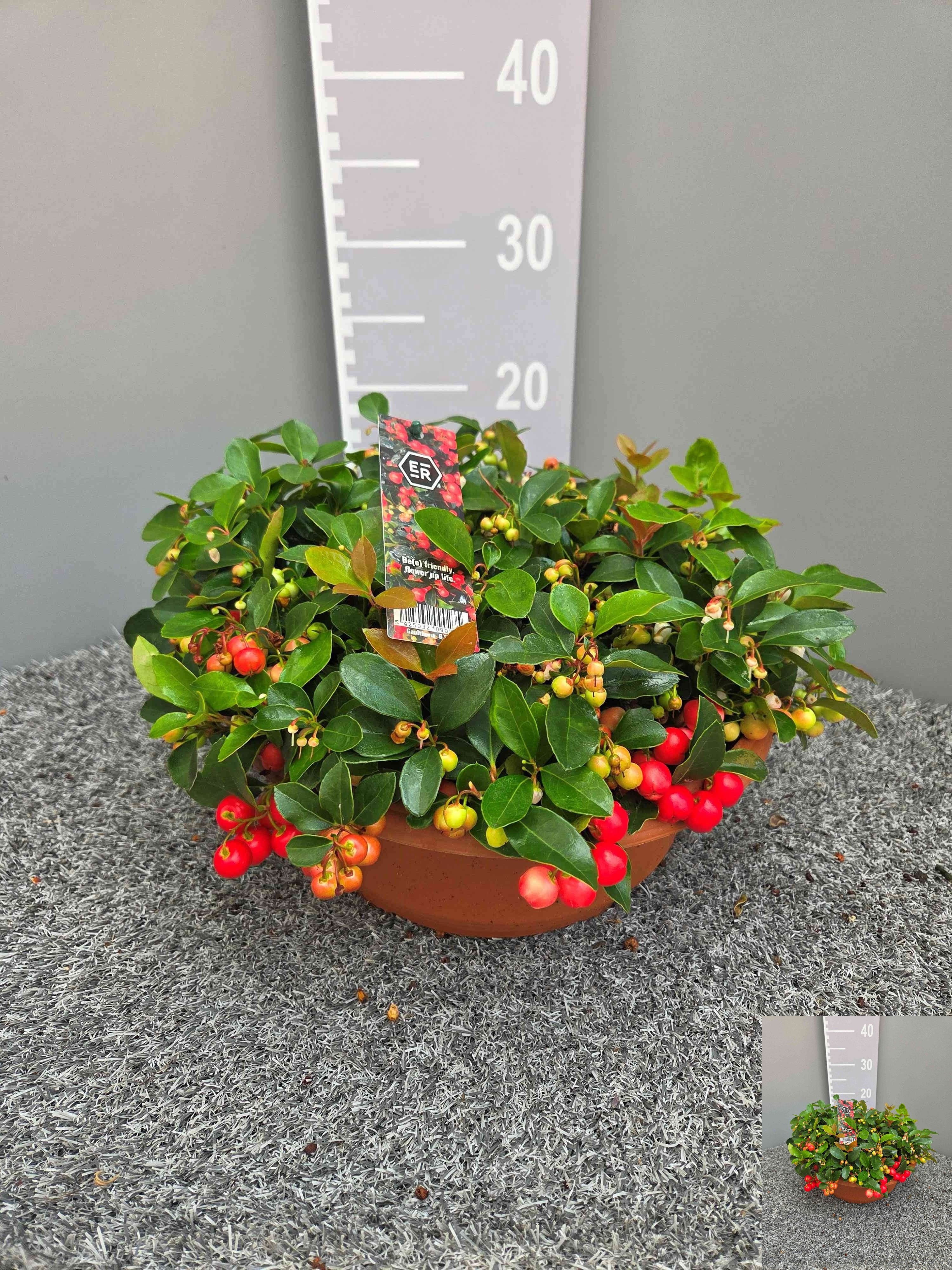 Gaulth Pr Big Berry 30Ø 23cm
