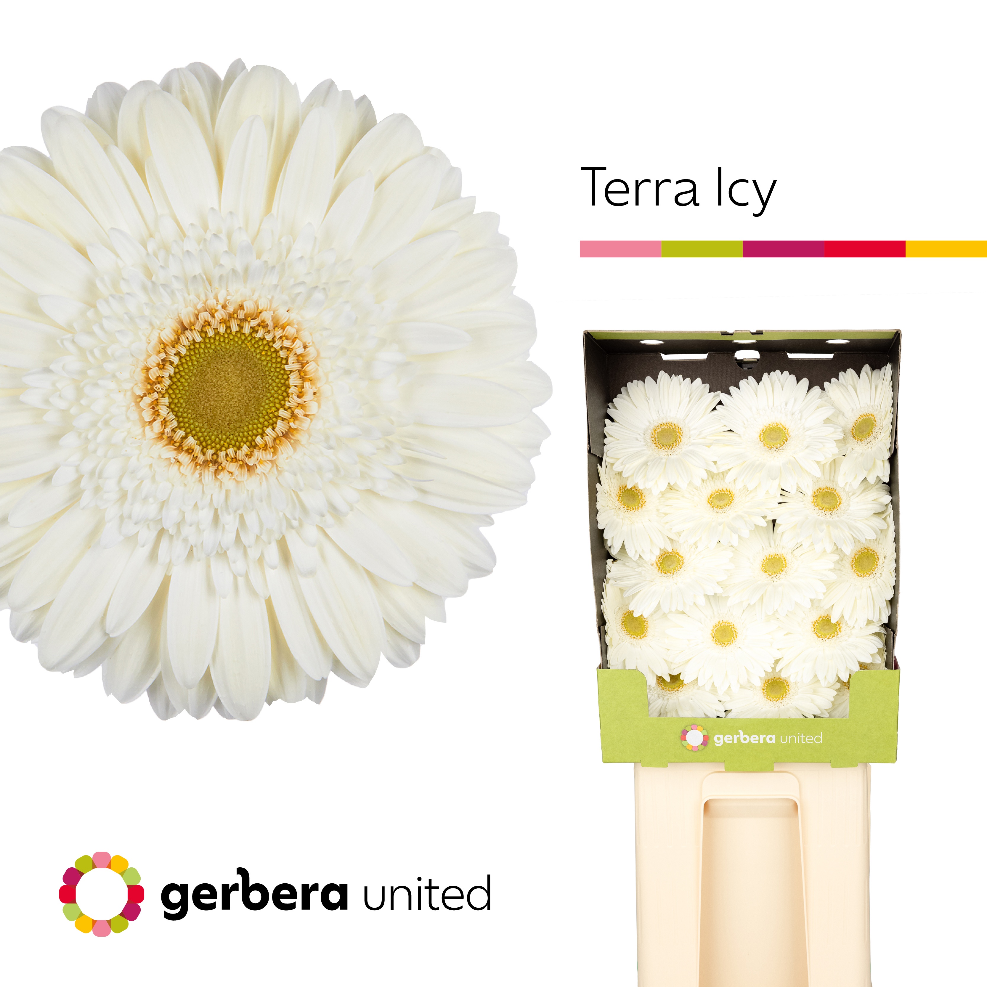 Ge Gr Ter Icy