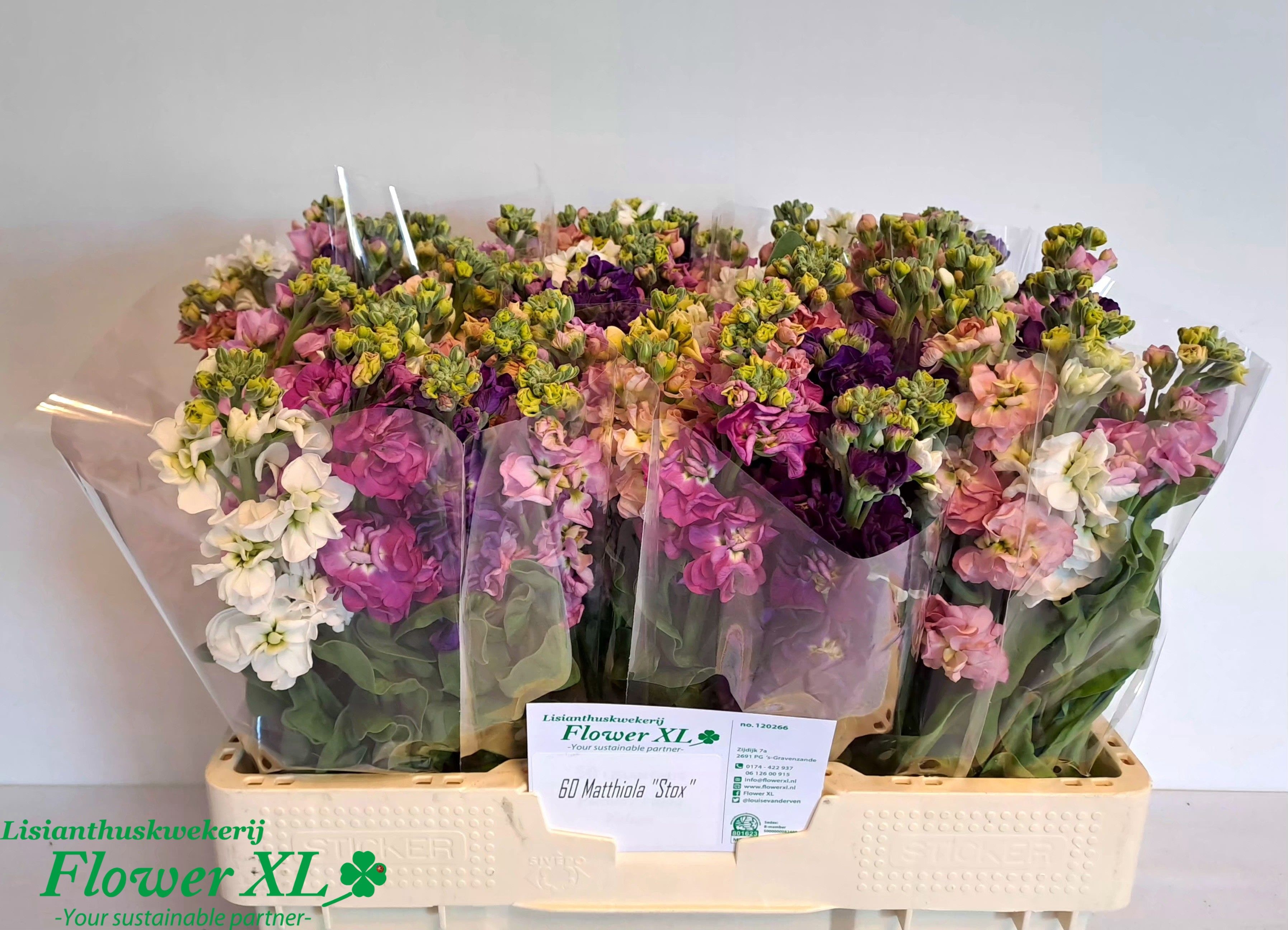 Matthiola Mixed 50cm