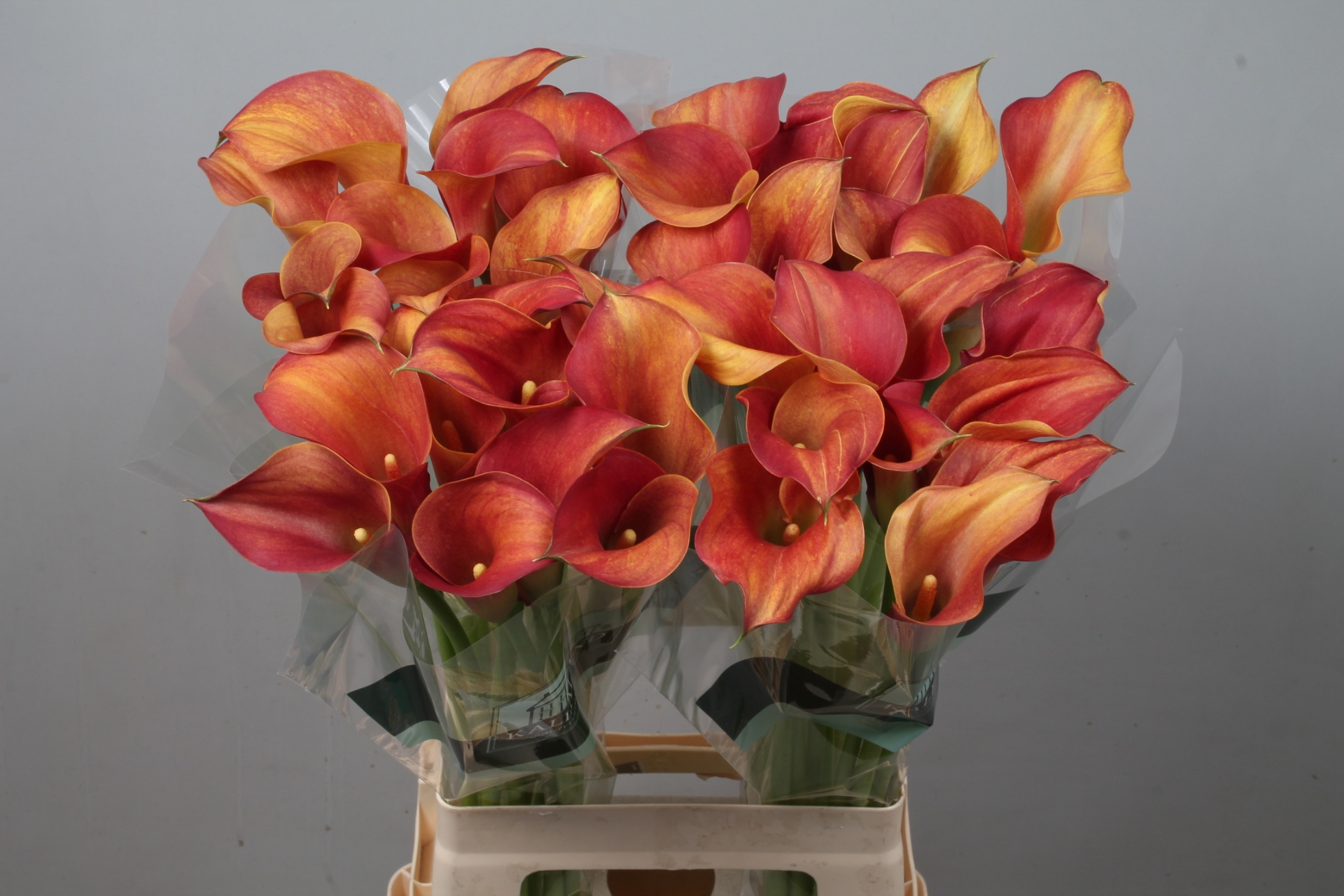 Calla Capt Trinity 70cm