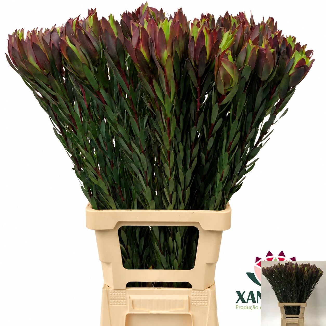 Leucadendron Mountain Rose 80cm