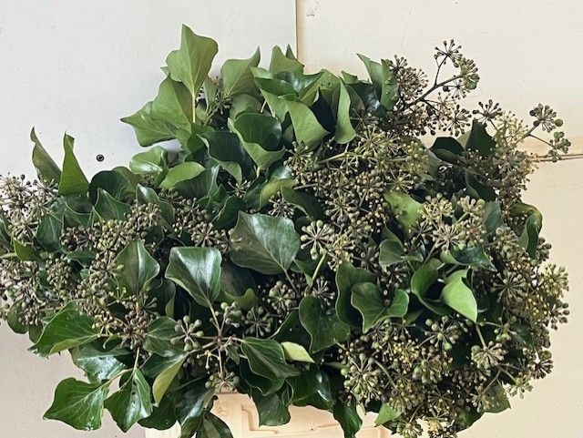 Hedera Met Bes P Bnch 50cm