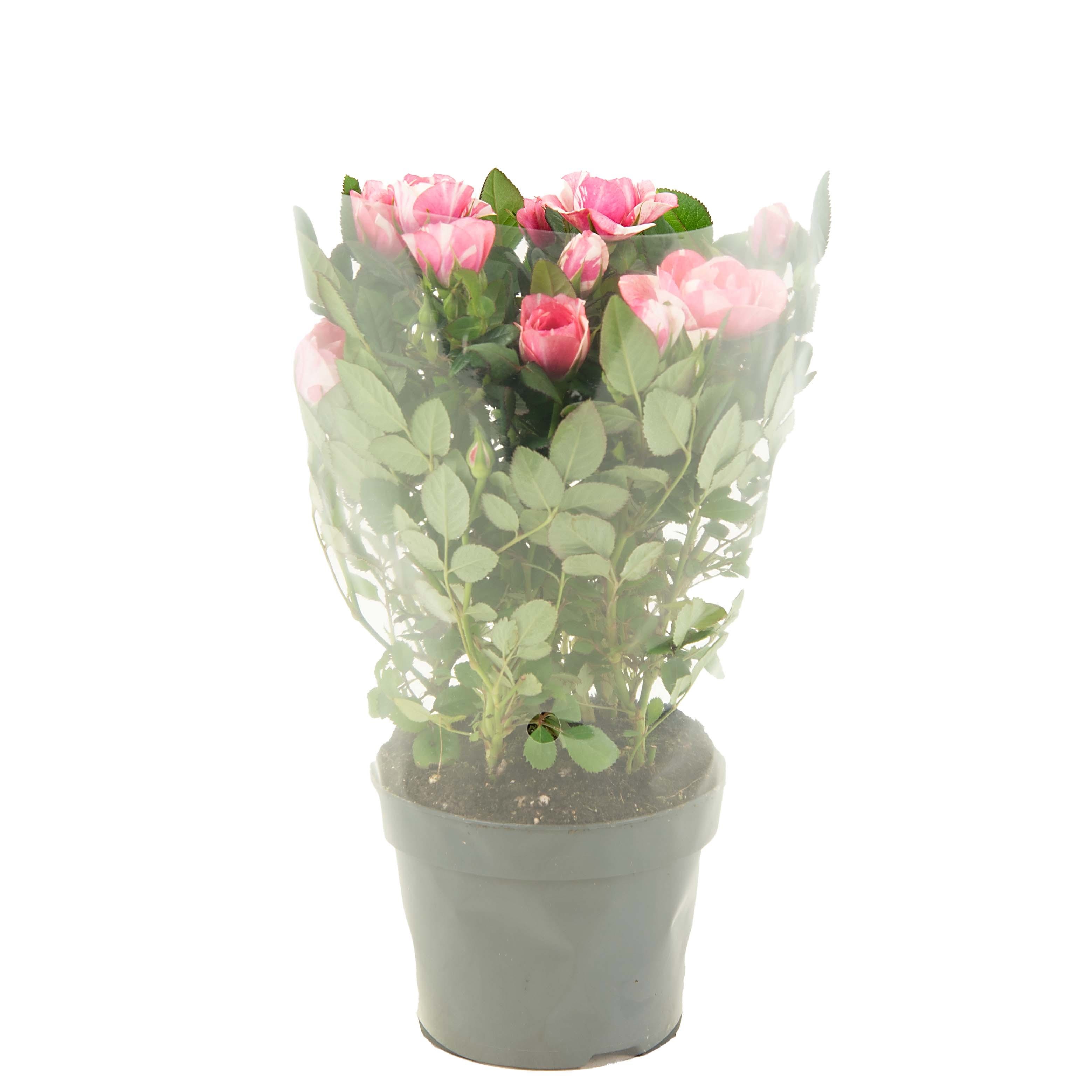 Nolina Roses Special Ø 10,5 Cm. Vieve Blanco Sleev