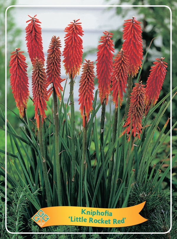 Picture of Kniphofia Mix 6x10 srt. per shelve P11