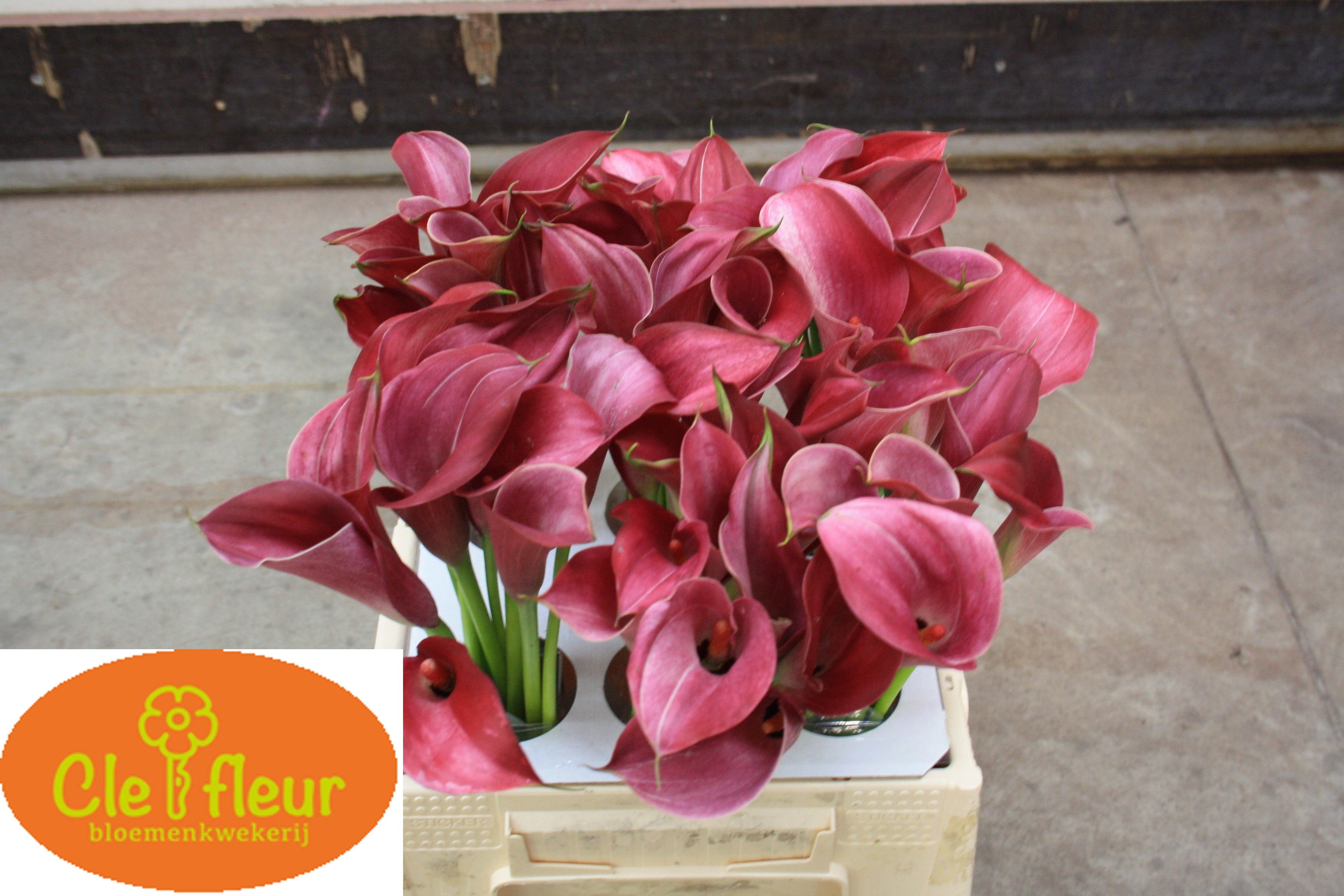 Calla Claudia 40cm