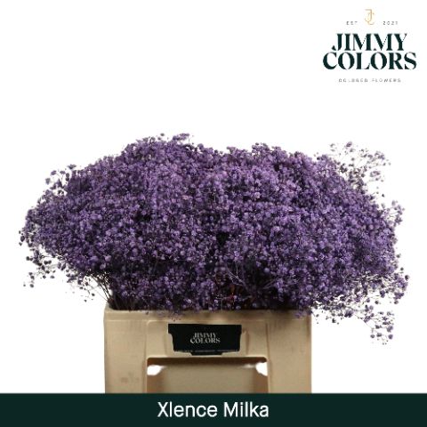 Gyps Xlence L60 Milka
