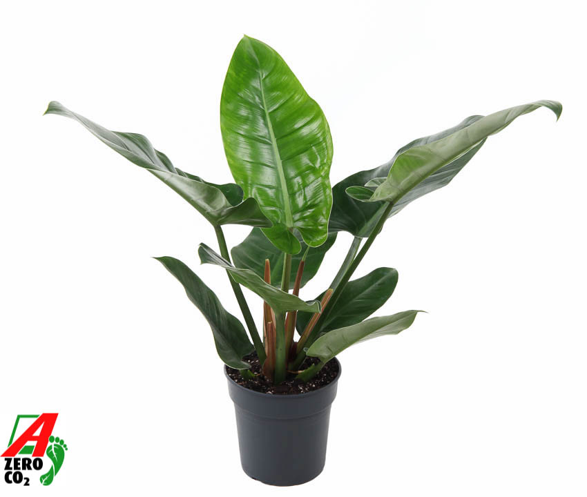 Picture of Philodendron Imperial Green P19 70CM