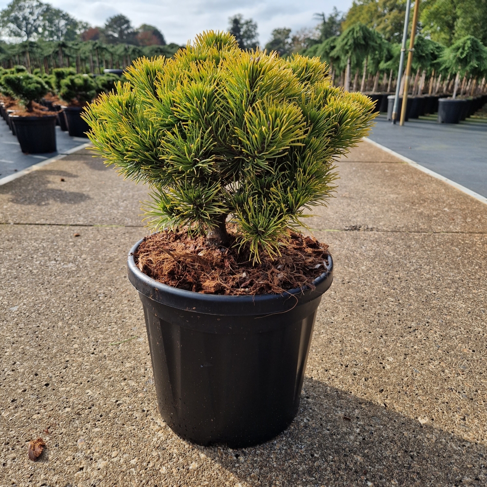 Picture of Pinus mugo Carsten's Wintergold C8 25/30 (LOOSE)