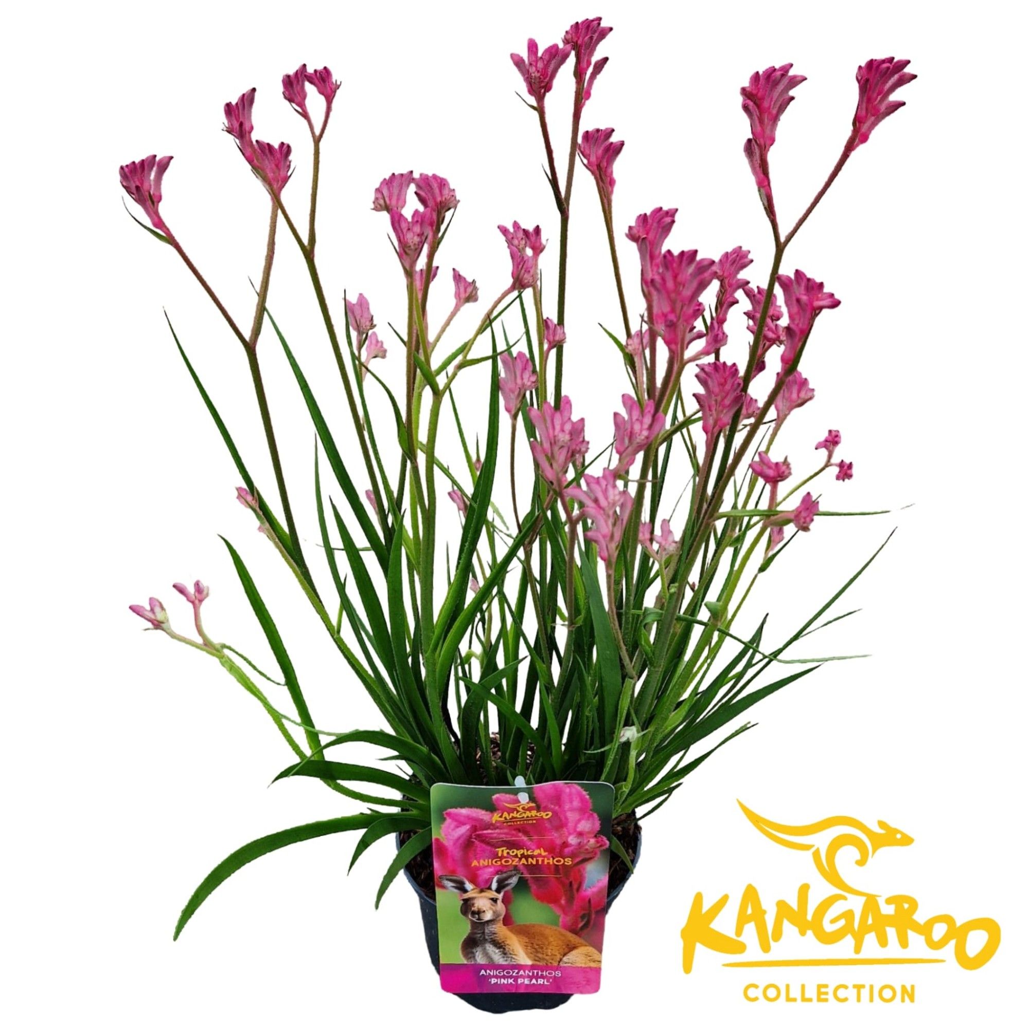 Anigozanthos 'Pink Pearl'