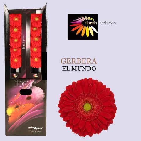 Ge Gr El Mundo