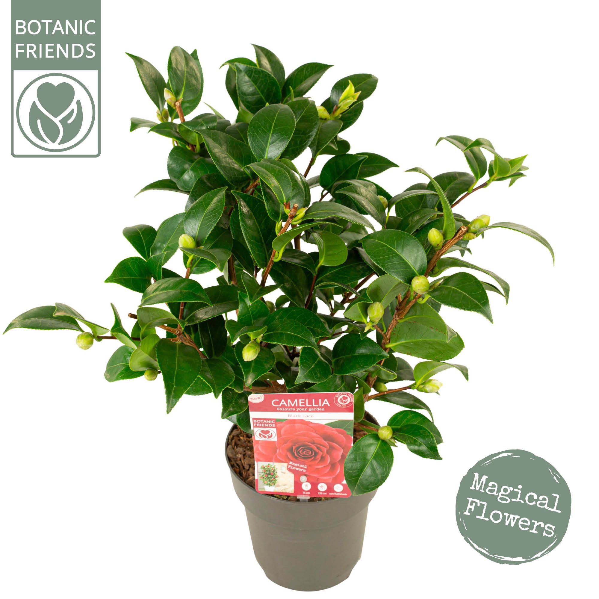 Camellia 'Black Lace' premium