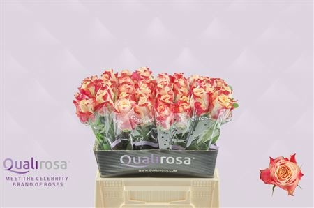 Rosa Chapeau 40cm