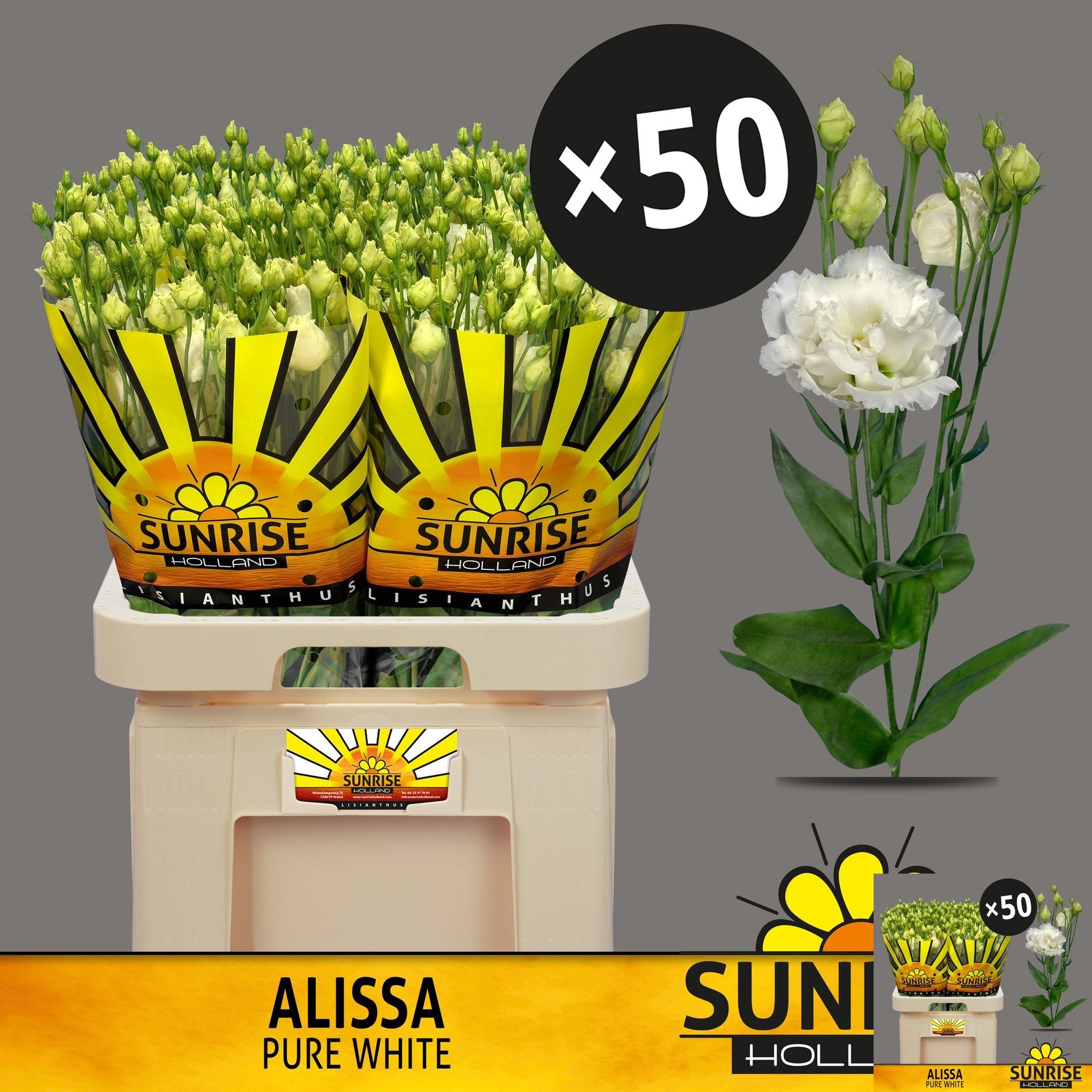 Lisianthus Double Alissa Pure White 70cm