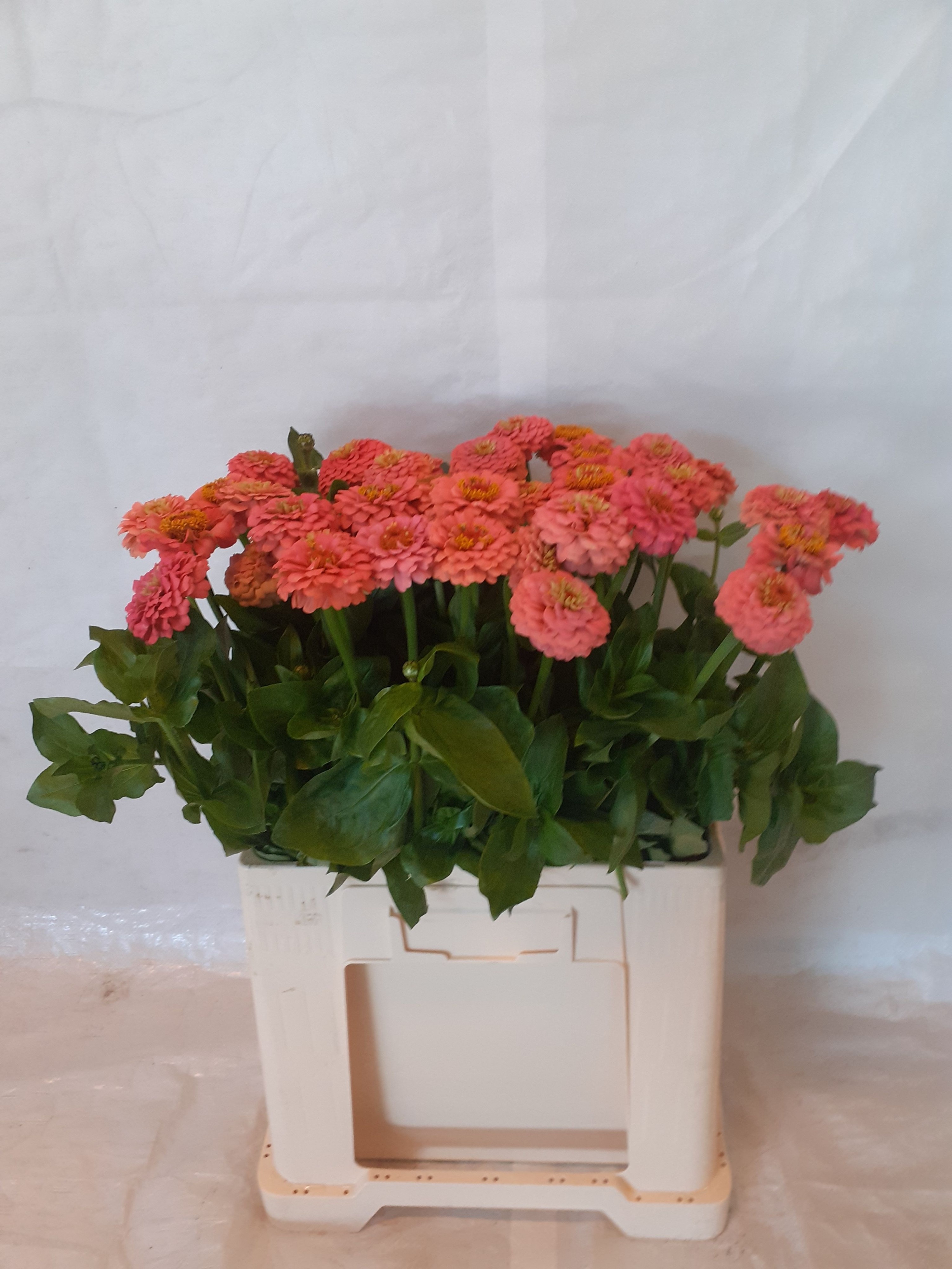 Zinnia Elegans 60cm