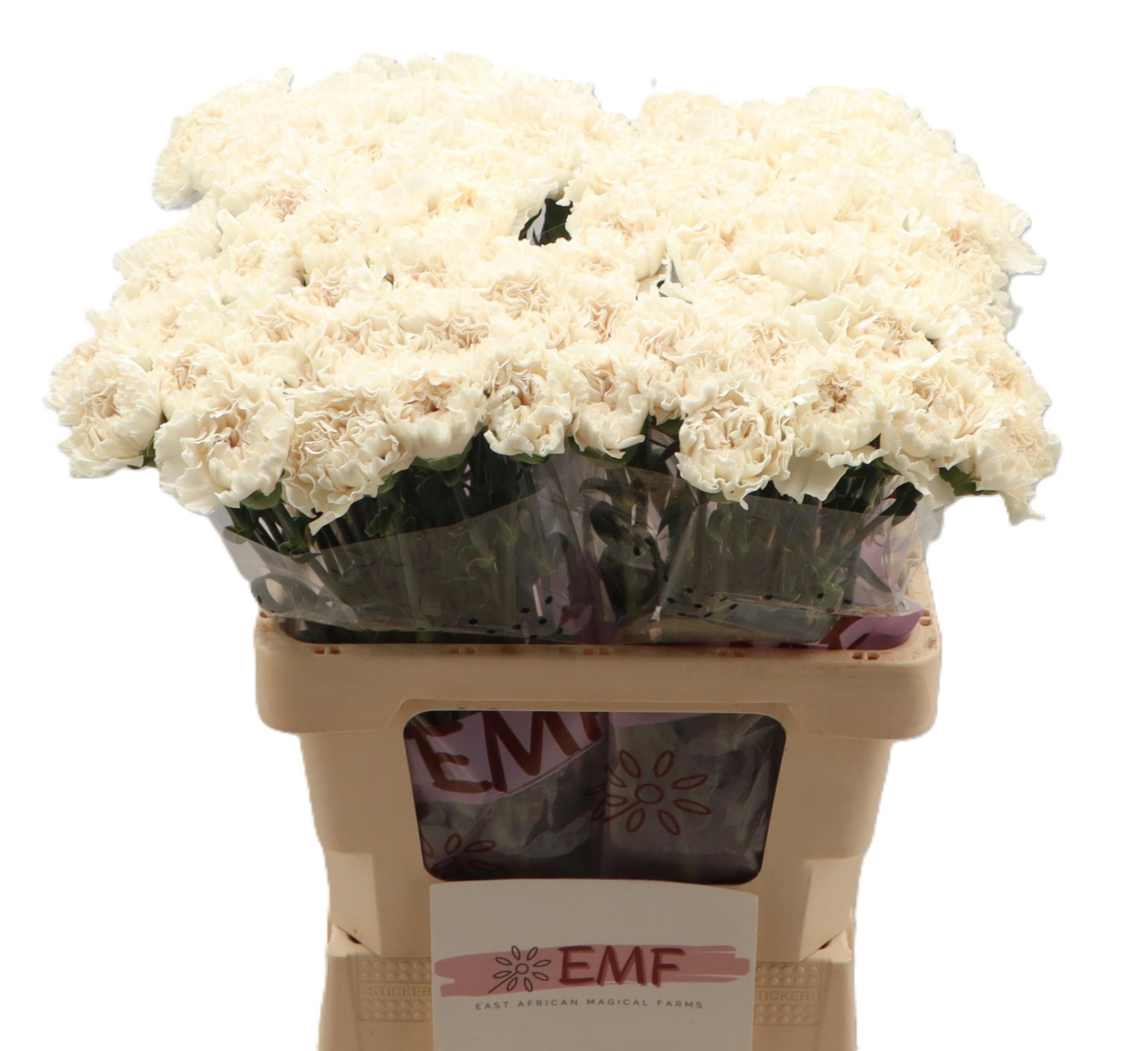 Dianthus St Moon Golem 60cm
