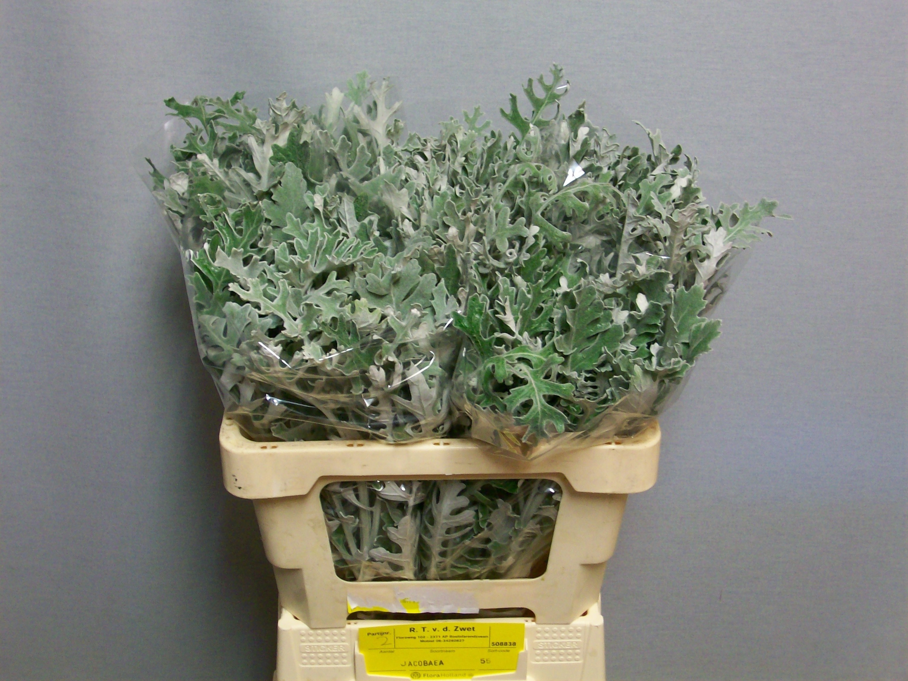 Senecio Dusty Miller 50cm