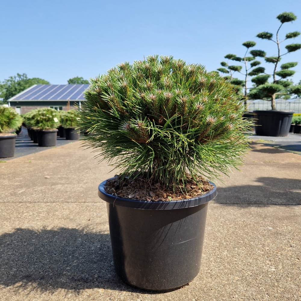 Pinus 'Marie Brégeon'