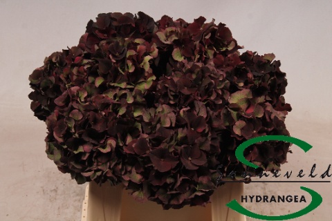 Hydrangea Dark Ruby Classic 40cm 12Ø