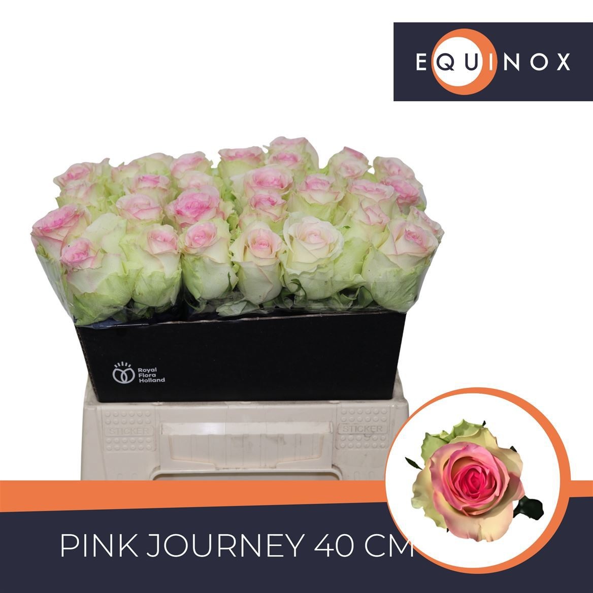 R Gr Pink Journey