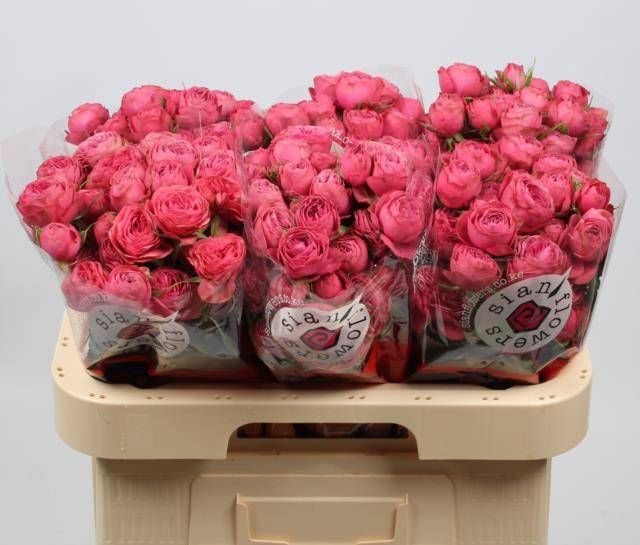 その他ROSE VIF ローズヴィフ バラモチーフ ダイヤ0.51ct