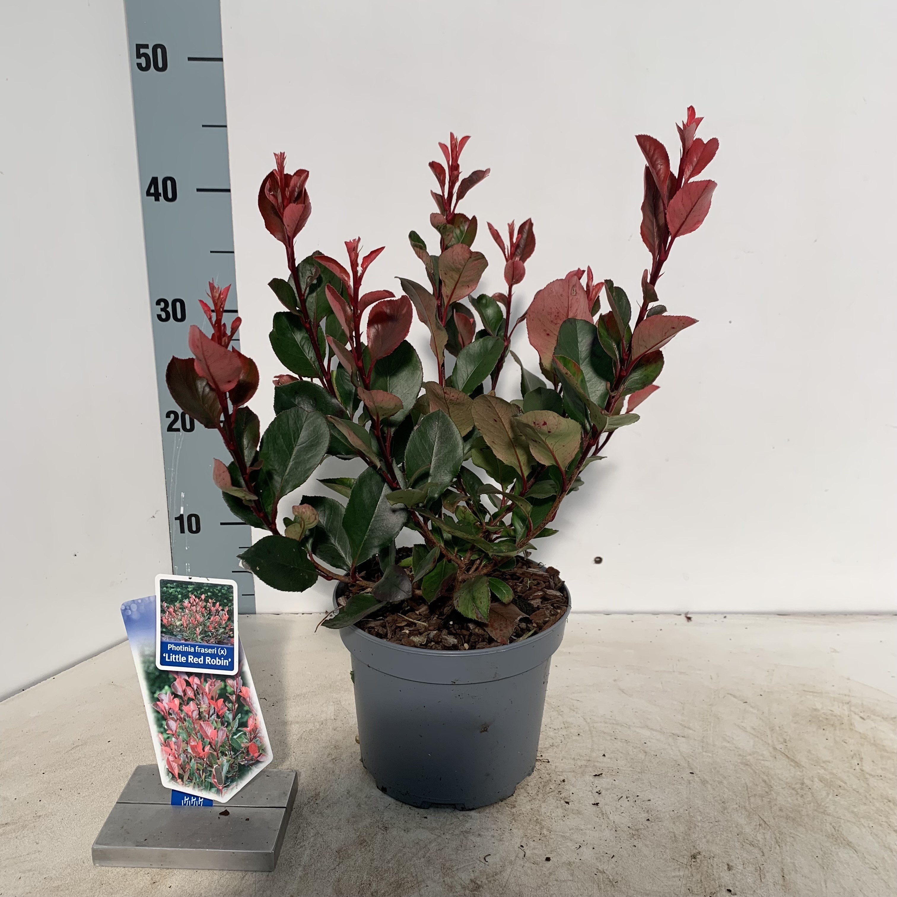 Picture of Photinia fraseri 'Little Red Robin'