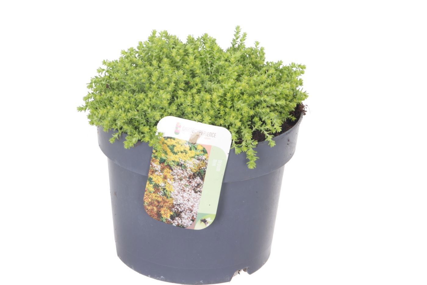 Sedum acre