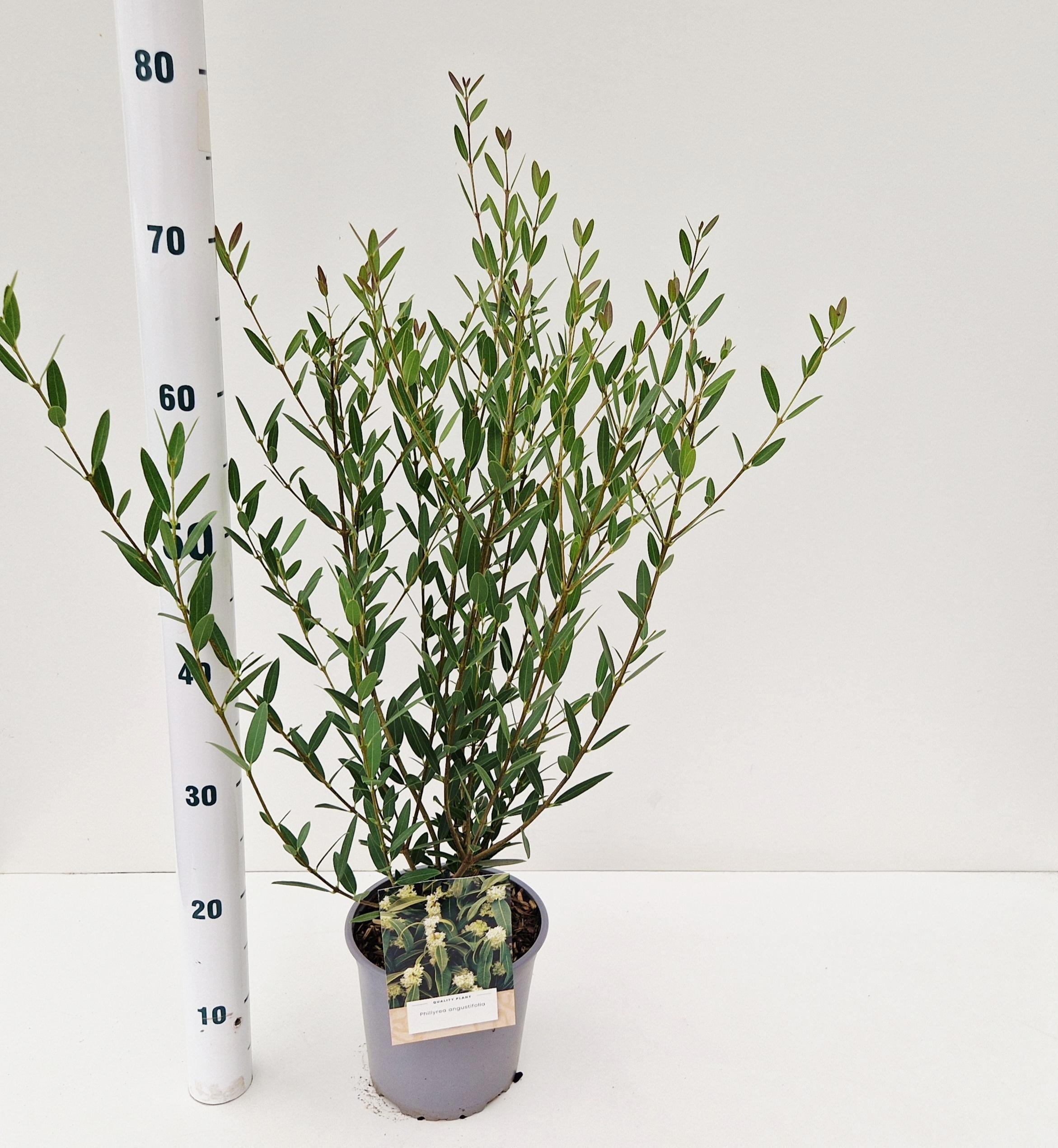 Phillyrea angustifolia