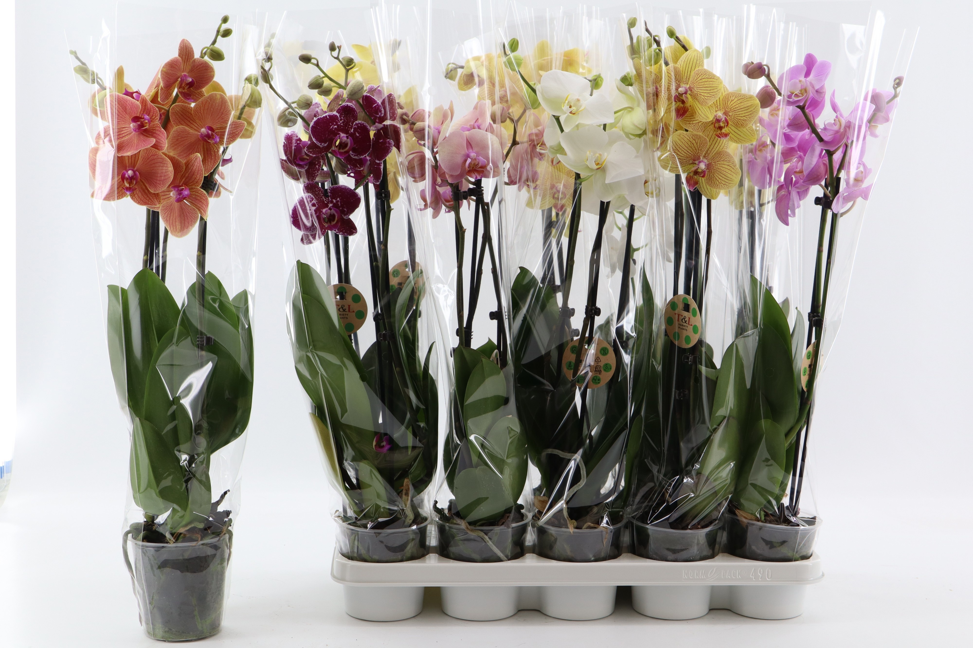Phal Gem 8 Kl 12Ø 65cm
